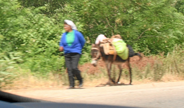 Albanien, Straße, Esel